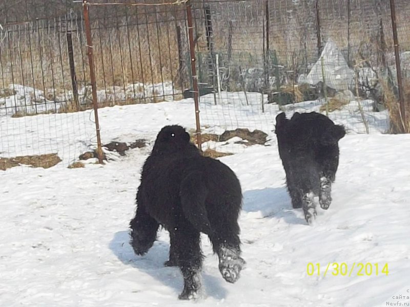 Фото: ньюфаундленд Super Premium Nao Del Trato (Супер Премиум Нао Дел Трато), ньюфаундленд Super Premium Nemessis (Супер Премиум Немессис)