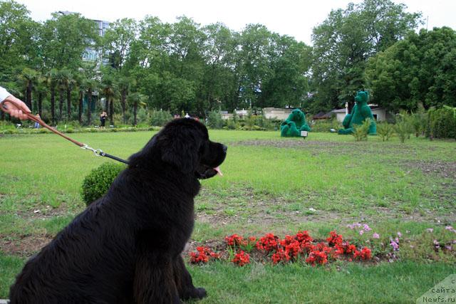 Фото: ньюфаундленд Potap Fidel' (Потап Фидель)