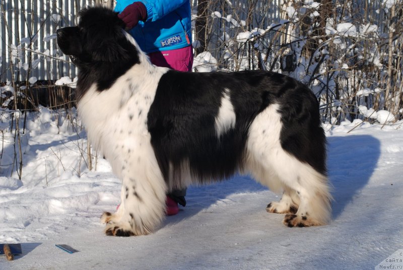 Фото: ньюфаундленд Piternyuf Prodigy (Питерньюф Продижи)