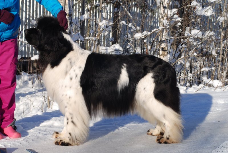 Фото: ньюфаундленд Piternyuf Prodigy (Питерньюф Продижи)