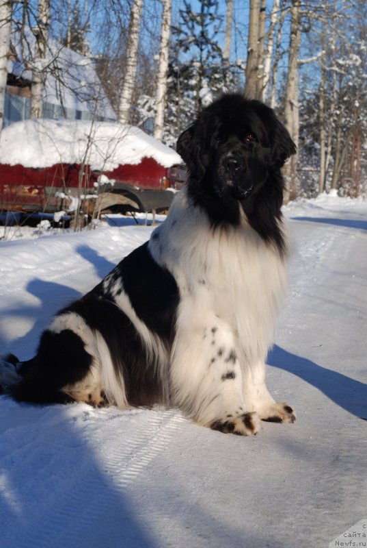 Фото: ньюфаундленд Piternyuf Prodigy (Питерньюф Продижи)