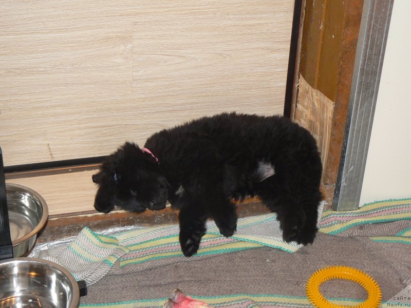 Фото: Mihail Pucillo (Михаил Пуцилло)