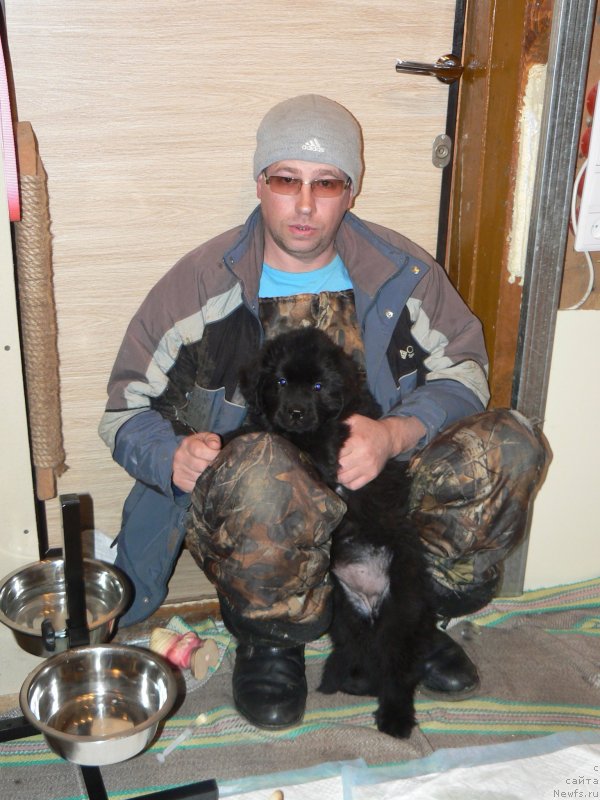 Фото: Mihail Pucillo (Михаил Пуцилло), ньюфаундленд Smigar Ukrotitel'nica Tigrov (Смигар Укротительница Тигров)