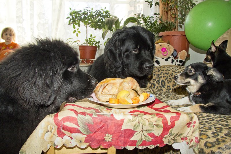 Фотография № 145502