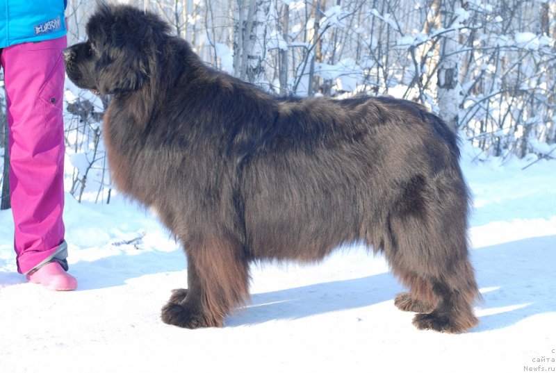 Фото: ньюфаундленд Aquatoriya Kelvin Only Love (Акватория Келвин Онли Лав)