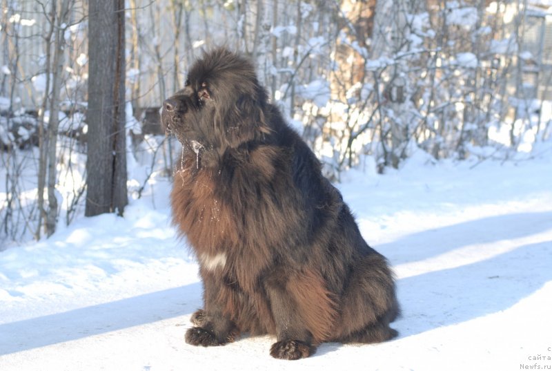 Фото: ньюфаундленд Aquatoriya Kelvin Only Love (Акватория Келвин Онли Лав)