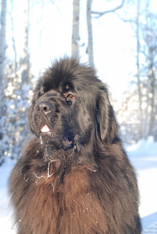 Фотография № 145507