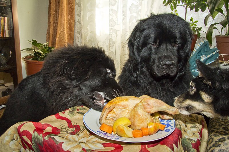 Фотография № 145510