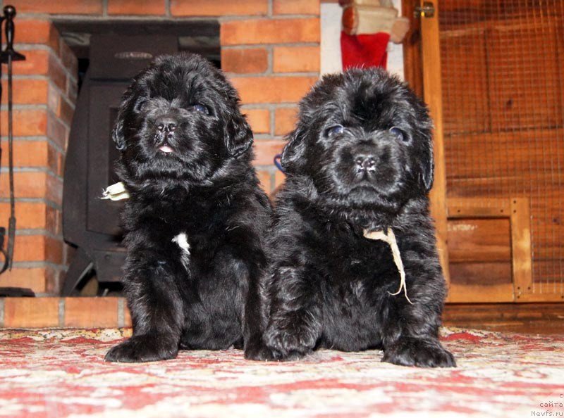 Фото: ньюфаундленд Super Bizon Lazzaro (Супер Бизон Лаззаро), ньюфаундленд Super Bizon Latino (Супер Бизон Латино)