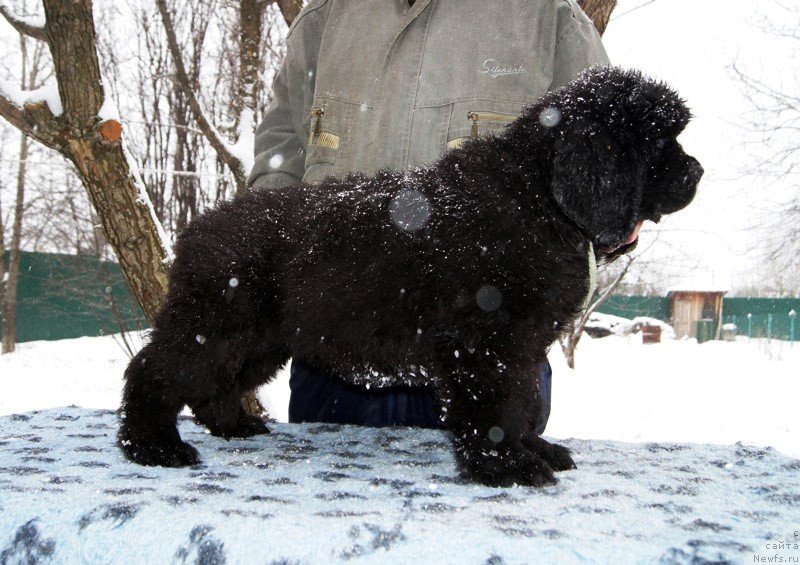 Фото: ньюфаундленд Super Bizon Lazzaro (Супер Бизон Лаззаро)