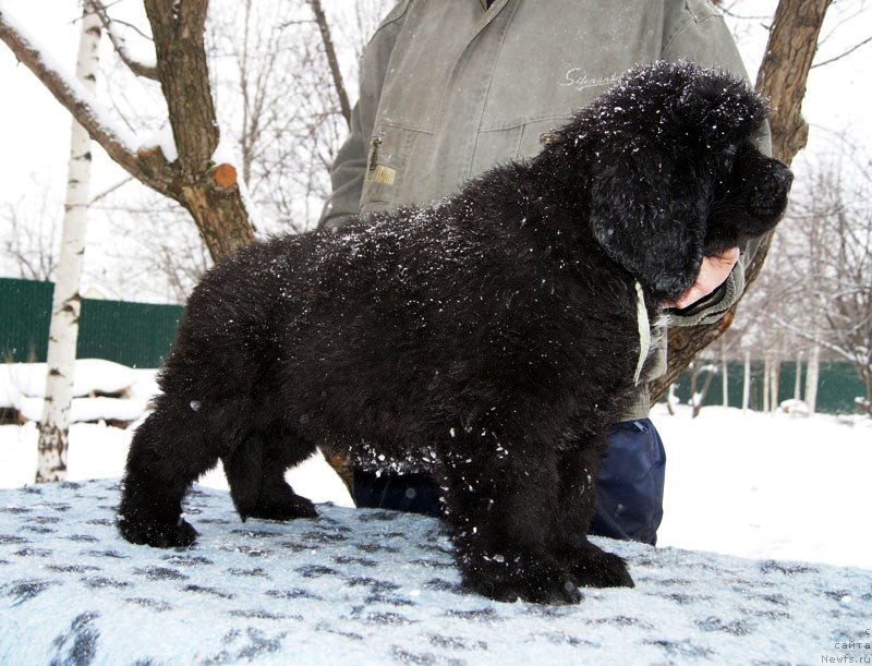 Фото: ньюфаундленд Super Bizon Lazzaro (Супер Бизон Лаззаро)