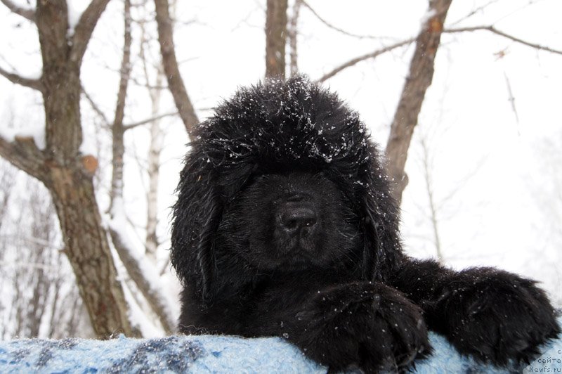 Фото: ньюфаундленд Super Bizon Lazzaro (Супер Бизон Лаззаро)
