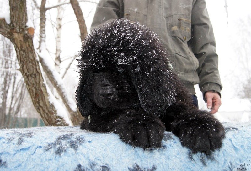 Фото: ньюфаундленд Super Bizon Lazzaro (Супер Бизон Лаззаро)