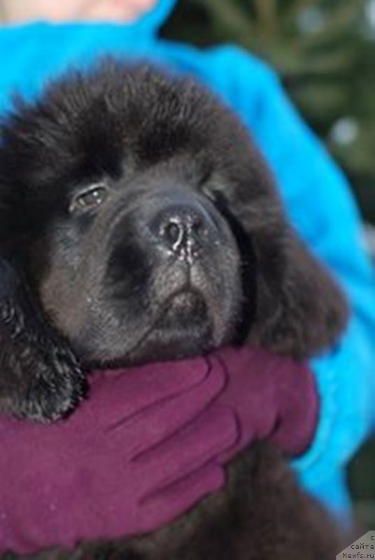 Фото: ньюфаундленд YEl'brus iz Antagrada (Эльбрус из Антаграда)