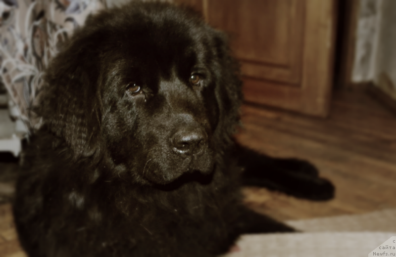 Фотография № 145548