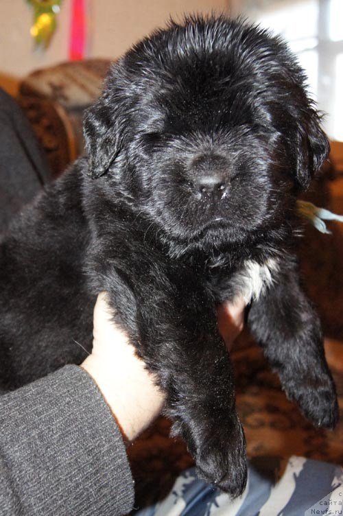 Фото: ньюфаундленд Super Bizon Liliman (Супер Бизон Лилимэн)