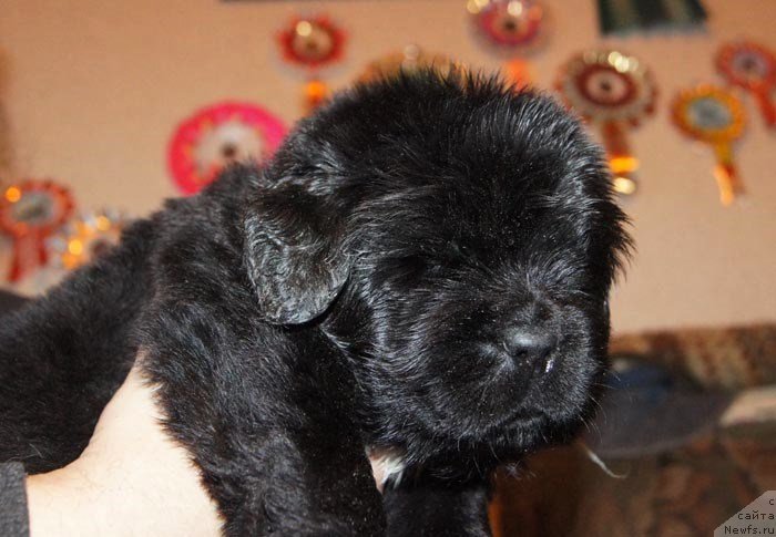 Фото: ньюфаундленд Super Bizon Liliman (Супер Бизон Лилимэн)