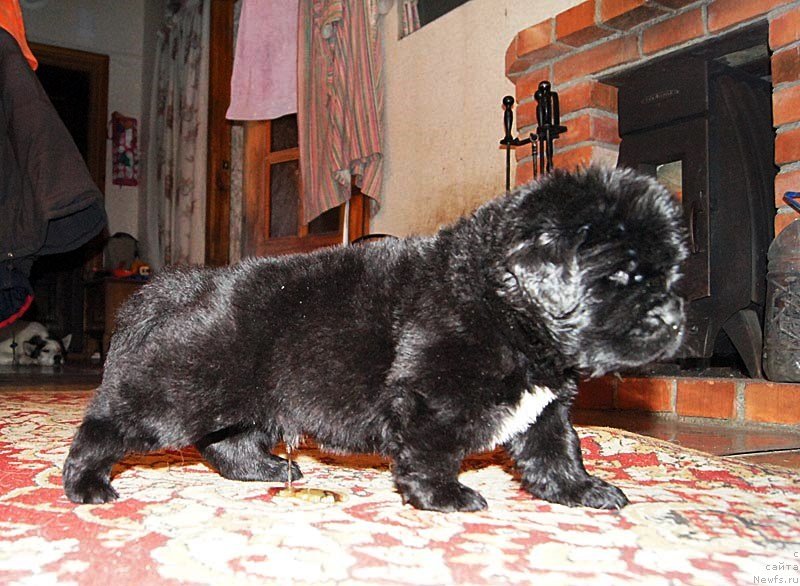 Фото: ньюфаундленд Super Bizon Liliman (Супер Бизон Лилимэн)