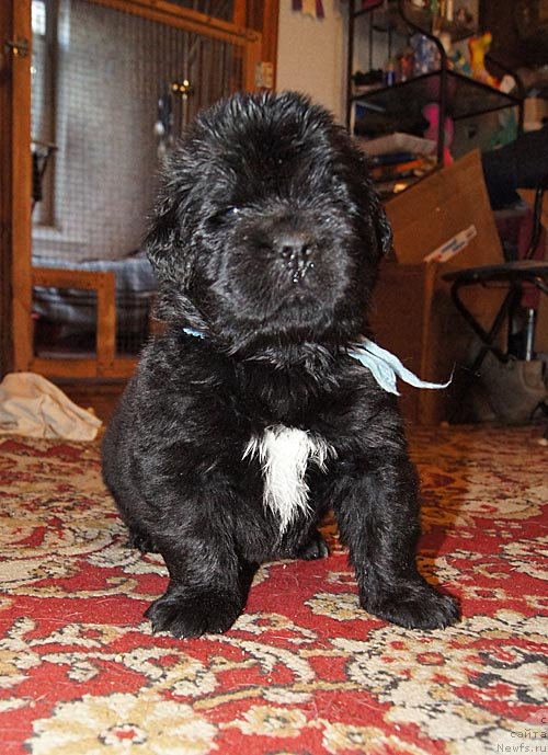 Фото: ньюфаундленд Super Bizon Liliman (Супер Бизон Лилимэн)