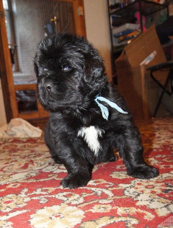 Фото: ньюфаундленд Super Bizon Liliman (Супер Бизон Лилимэн)