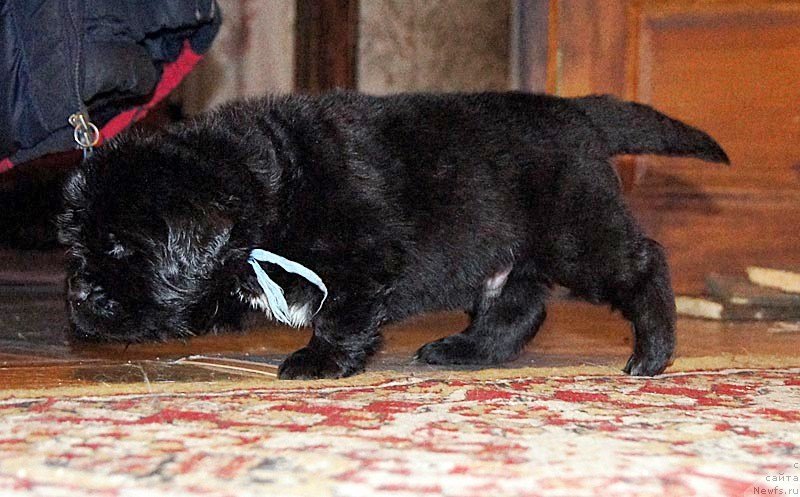 Фото: ньюфаундленд Super Bizon Liliman (Супер Бизон Лилимэн)