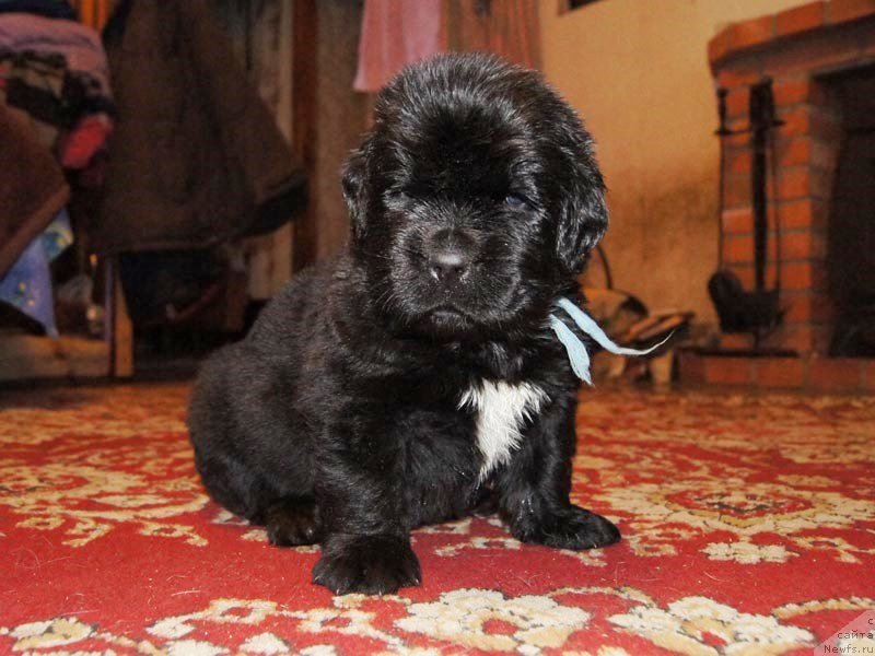 Фото: ньюфаундленд Super Bizon Liliman (Супер Бизон Лилимэн)