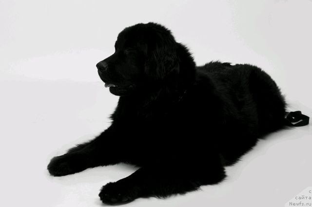 Фото: ньюфаундленд Intriga Nochi ot Marleon Dusvik (Интрига Ночи от Марлеон Дусвик)