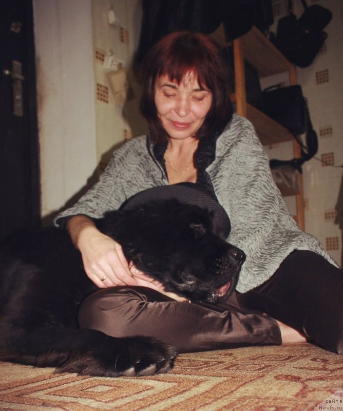 Фото: Irina Bubnova (Ирина Бубнова), ньюфаундленд Dar Svezy Unika Sagitta (Дар Свезы Юника Сагитта)