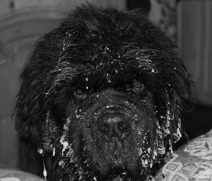 Фото: ньюфаундленд Dodger ot Sibirskogo Medvedja (Доджер от Сибирского Медведя)