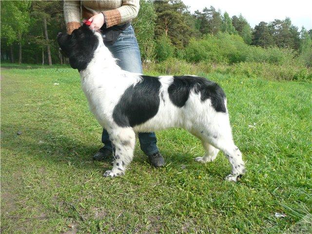 Фото: ньюфаундленд Plyushevaya Panda La Bella (Плюшевая Панда Ла Белла)
