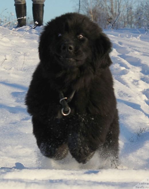 Фото: ньюфаундленд Dar Svezy Unika Sagitta (Дар Свезы Юника Сагитта)