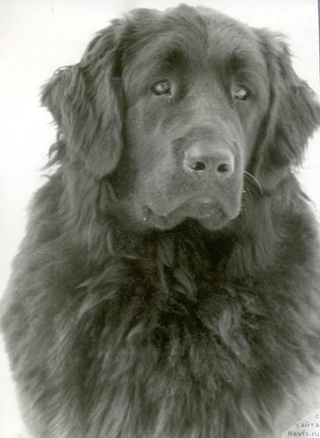 Фото: ньюфаундленд Kyeppi Marta (Кэппи Марта)