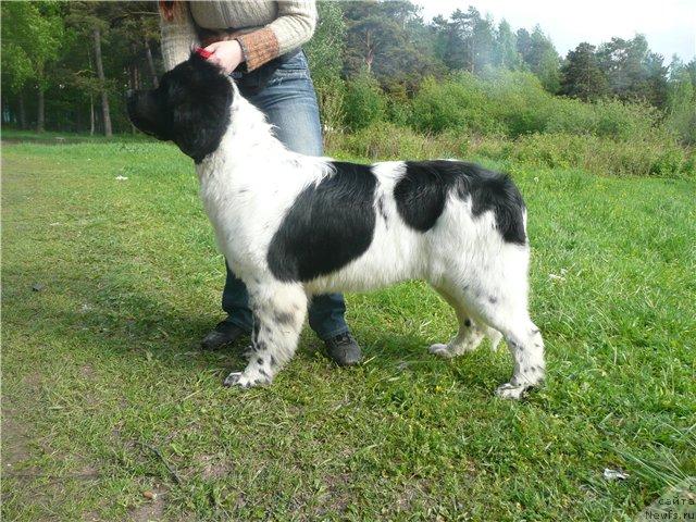 Фото: ньюфаундленд Plyushevaya Panda La Bella (Плюшевая Панда Ла Белла)