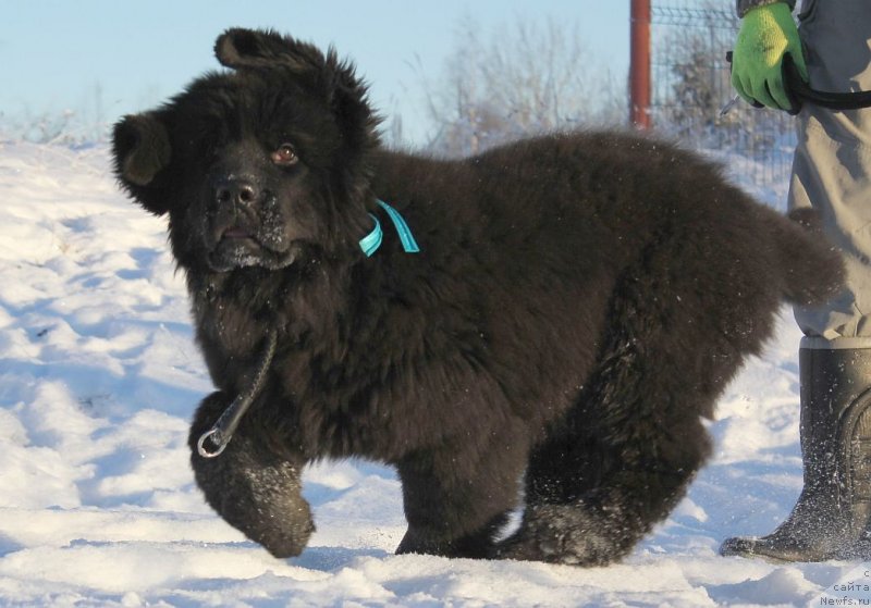 Фото: ньюфаундленд Dar Svezy Unika Sagitta (Дар Свезы Юника Сагитта)