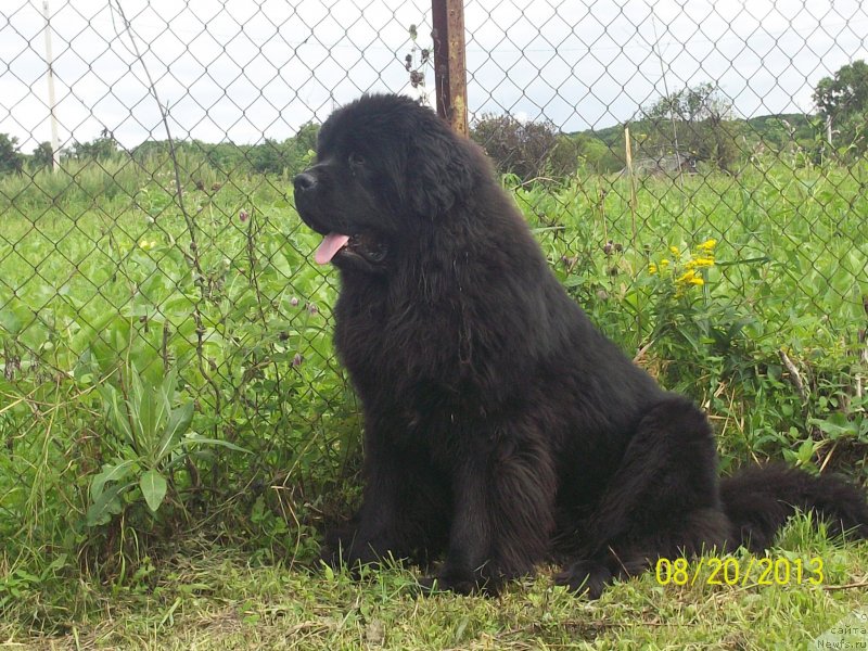 Фото: ньюфаундленд Super Premium Mikado (Супер Премиум Микадо)