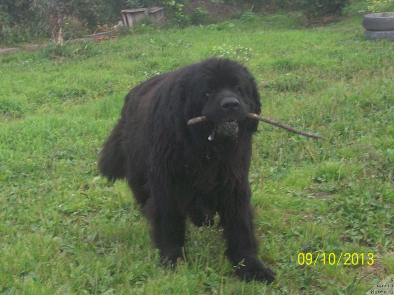 Фото: ньюфаундленд Viski Red Label Veps (Виски Ред Лейбл Вепс)