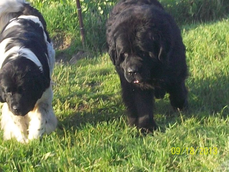 Фото: ньюфаундленд Vito Kacho Ferl (Вито Качо Ферл), ньюфаундленд Super Premium Litoniel Vallaninor (Супер Премиум Литониэль Валланинор)