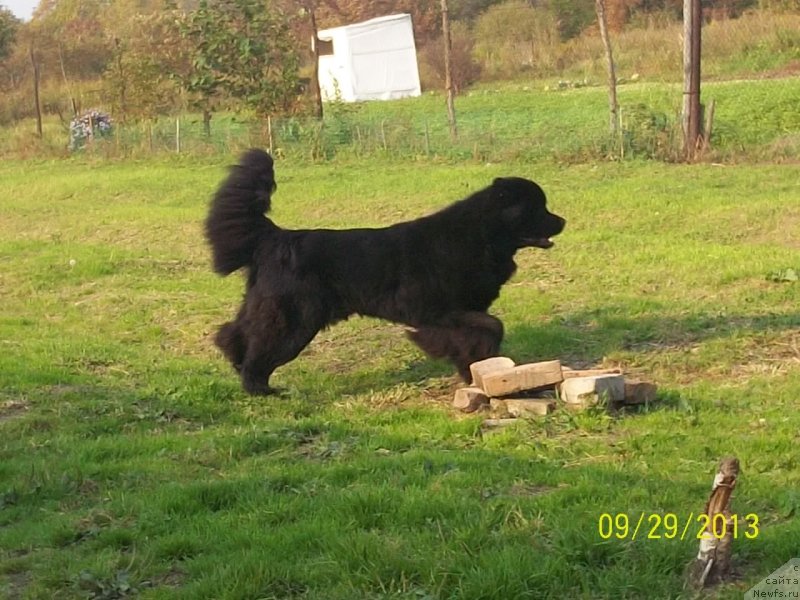 Фото: ньюфаундленд Super Premium Liniel Daylirring (Супер Премиум Линиэль Дайлиррин)