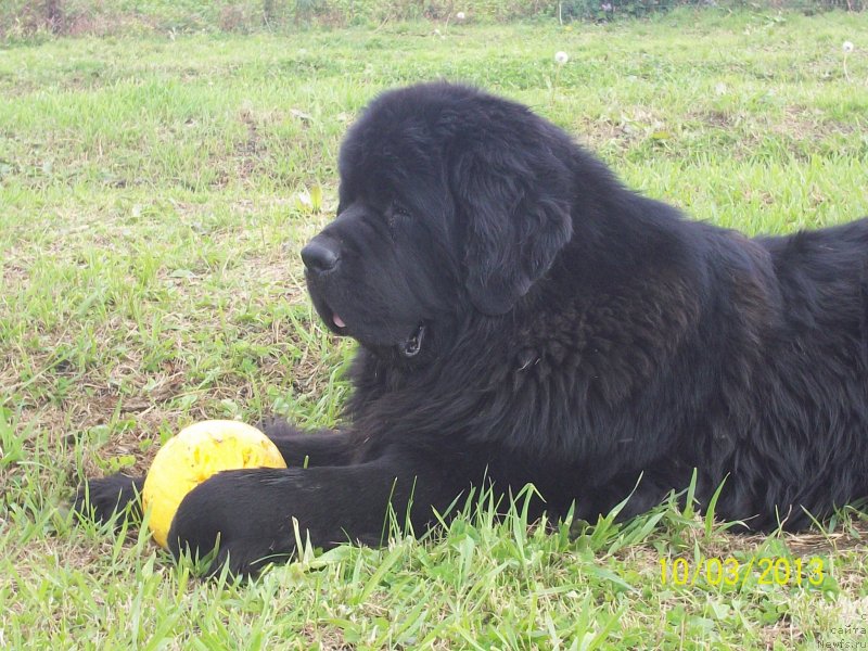 Фото: ньюфаундленд Super Premium Liniel Daylirring (Супер Премиум Линиэль Дайлиррин)