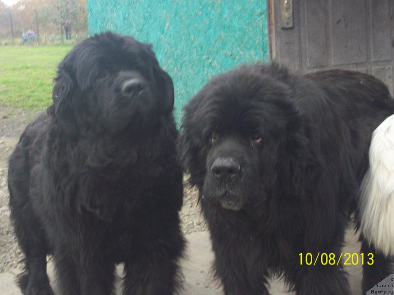 Фото: ньюфаундленд Viski Red Label Veps (Виски Ред Лейбл Вепс), ньюфаундленд Vito Kacho Ferl (Вито Качо Ферл)