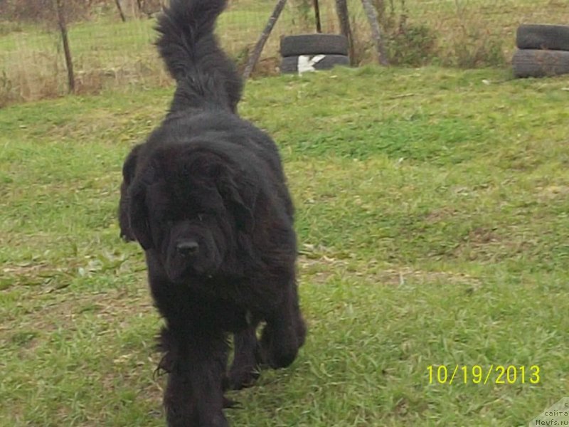 Фото: ньюфаундленд Super Premium Liniel Daylirring (Супер Премиум Линиэль Дайлиррин)