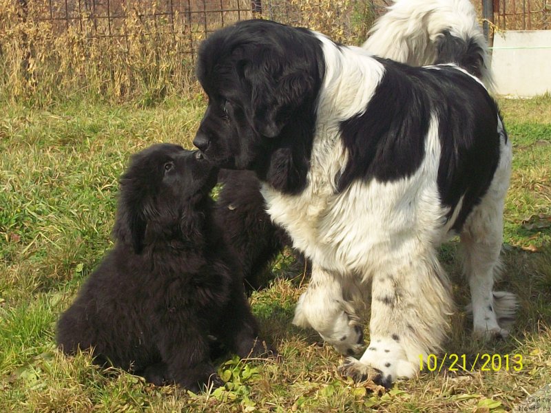 Фото: ньюфаундленд Super Premium Litoniel Vallaninor (Супер Премиум Литониэль Валланинор), ньюфаундленд Super Premium Nemessis (Супер Премиум Немессис)