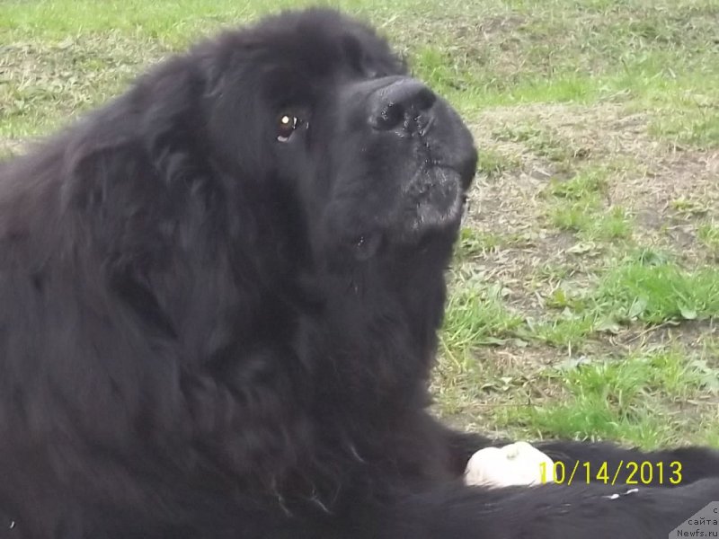 Фото: ньюфаундленд Viski Red Label Veps (Виски Ред Лейбл Вепс)