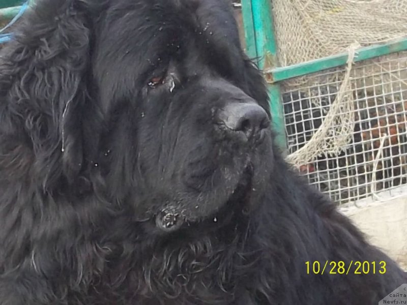 Фото: ньюфаундленд Vito Kacho Ferl (Вито Качо Ферл)