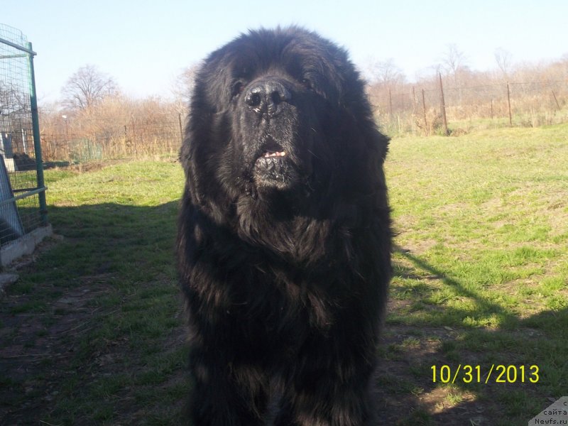 Фото: ньюфаундленд Viski Red Label Veps (Виски Ред Лейбл Вепс)