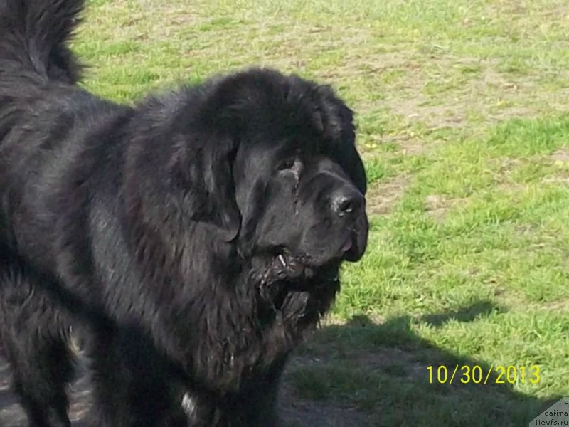 Фото: ньюфаундленд Super Premium Liniel Daylirring (Супер Премиум Линиэль Дайлиррин)