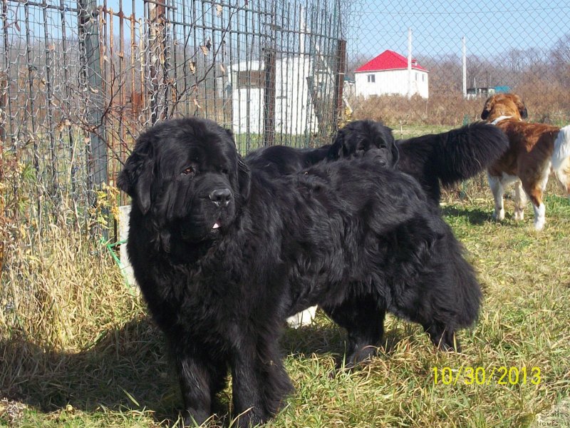 Фото: ньюфаундленд Vito Kacho Ferl (Вито Качо Ферл)