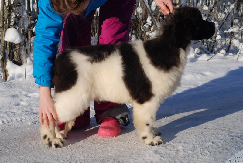 Фото: ньюфаундленд Flyufi Avalanch Princessa (Флюфи Аваланч Принцесса)