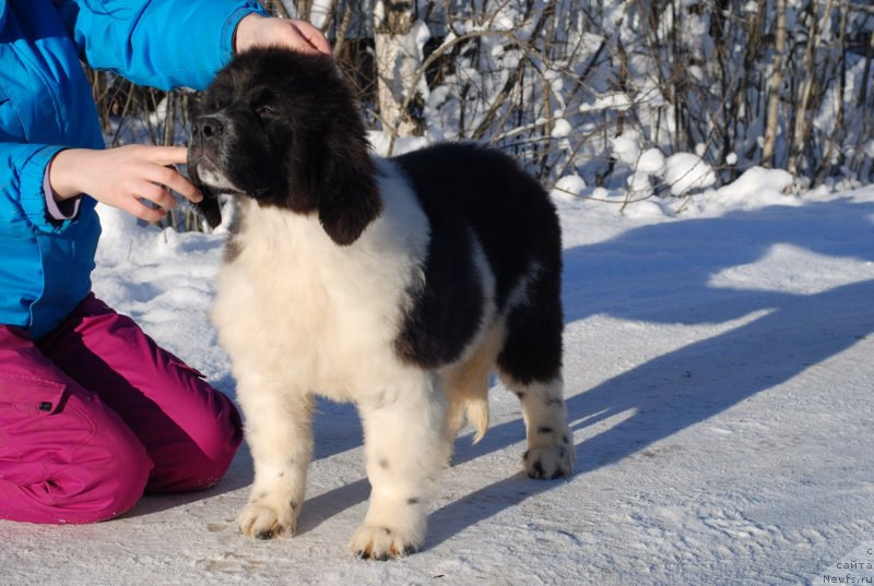 Фото: ньюфаундленд Flyufi Avalanch Princessa (Флюфи Аваланч Принцесса)