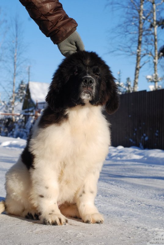 Фото: ньюфаундленд Flyufi Avalanch Princessa (Флюфи Аваланч Принцесса)